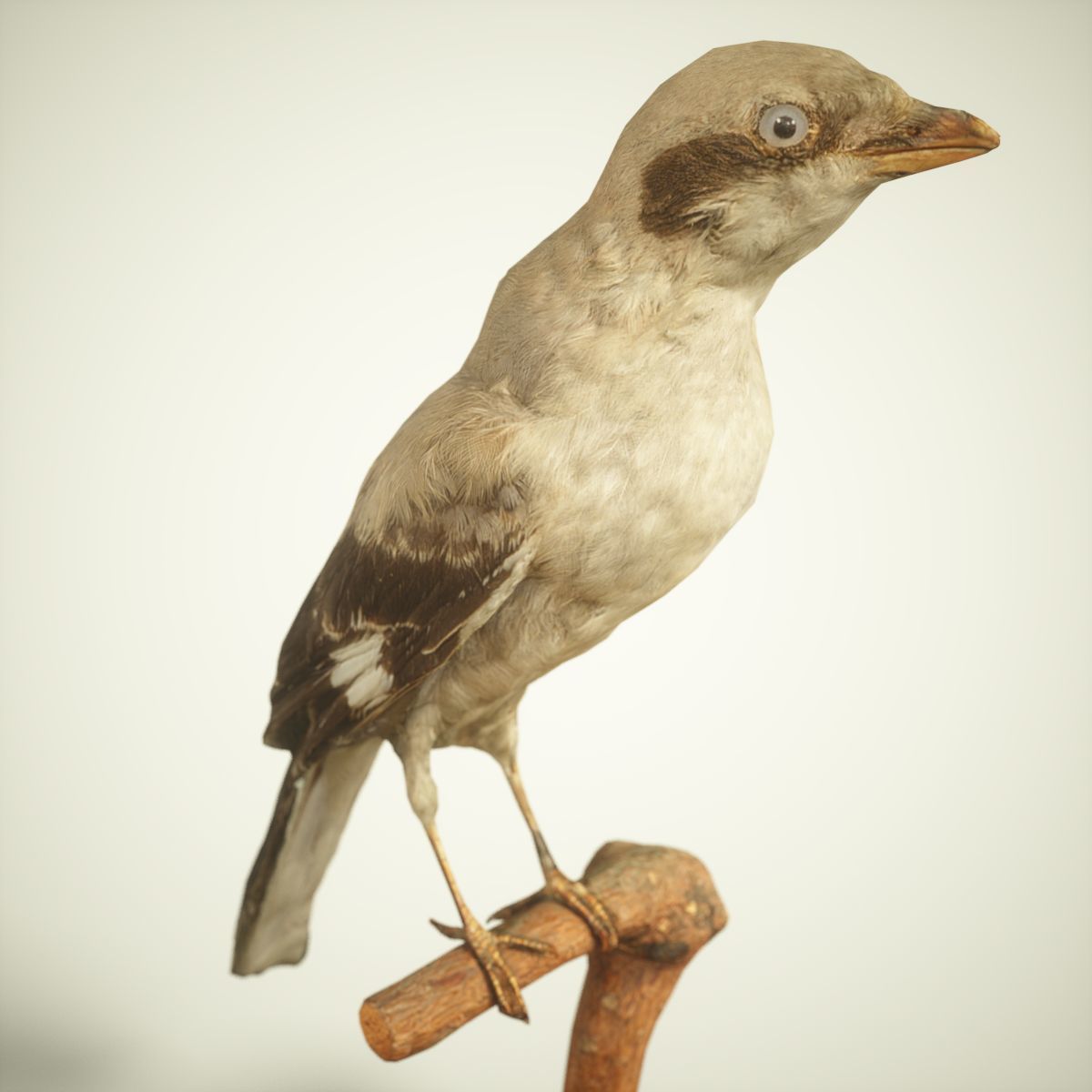 Bird Photorealistic Posed Low-poly 3D model_2