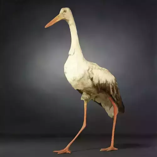 Stork Photorealistic Posed