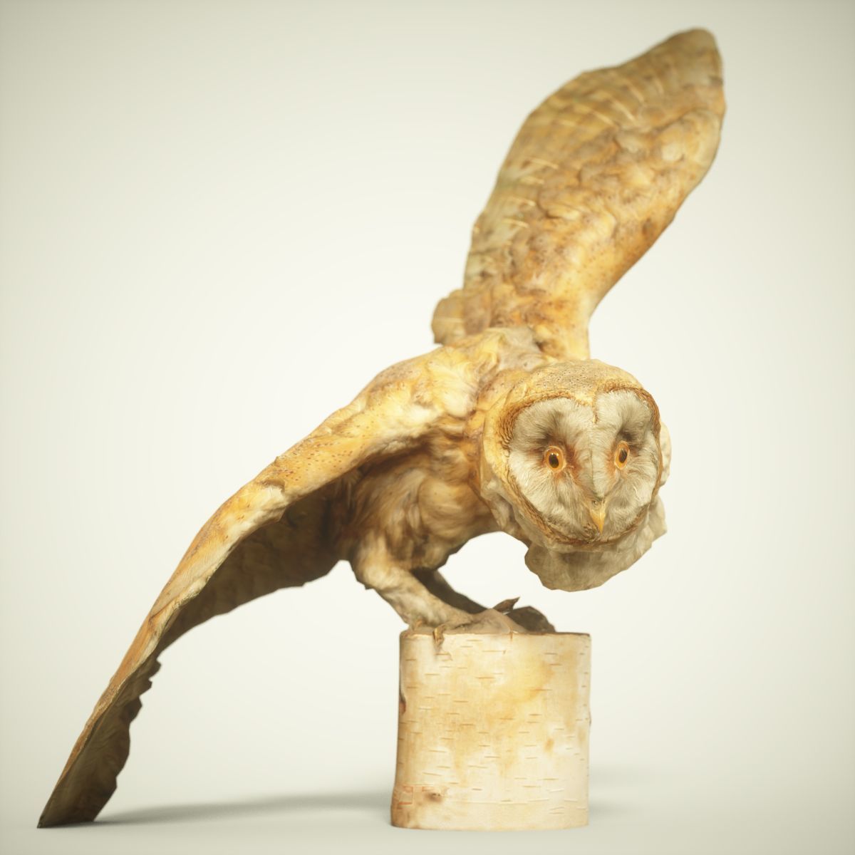 Owl Photorealistic Posed Low-poly 3D model_1