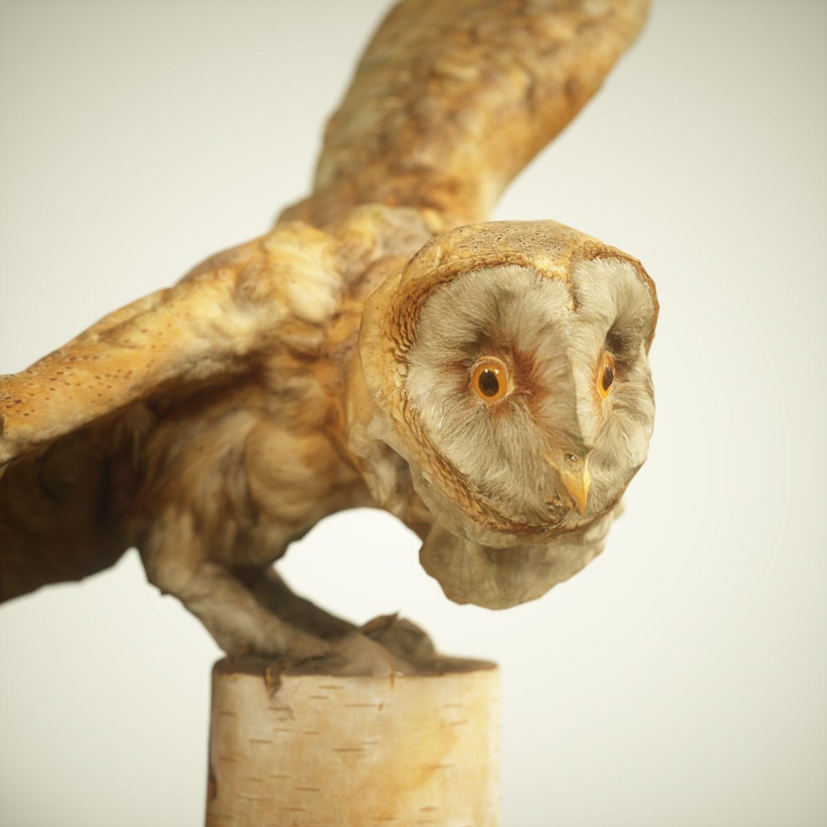 Owl Photorealistic Posed Low-poly 3D model_3