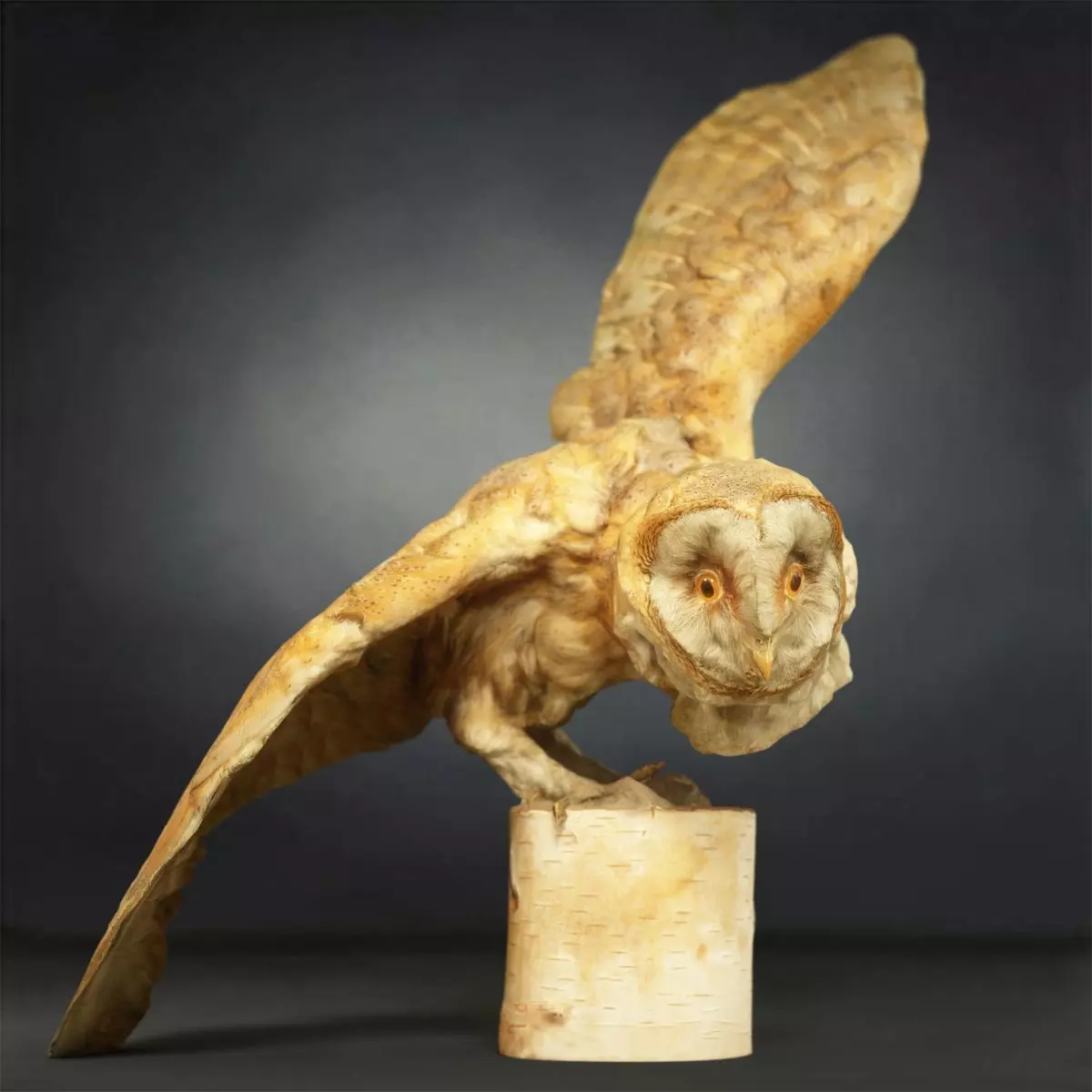 Owl Photorealistic Posed Low-poly 3D model_0