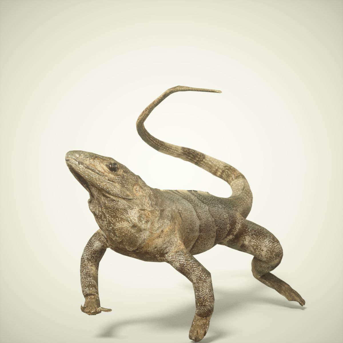 Salamander Lizard Photorealistic Posed Low-poly 3D model_2