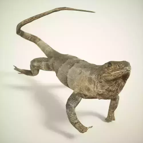 Salamander Lizard Photorealistic Posed Low-poly 3D model
