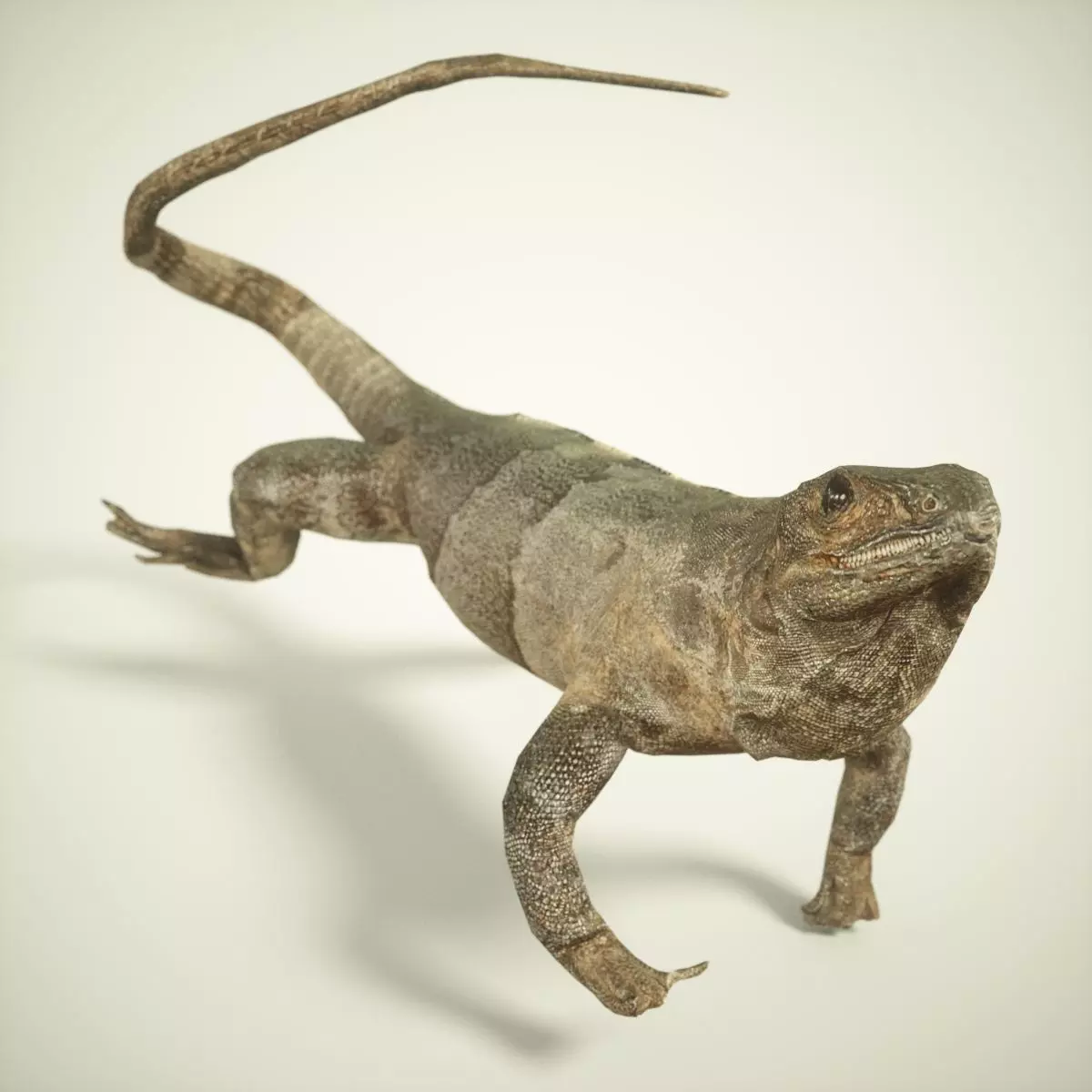 Salamander Lizard Photorealistic Posed Low-poly 3D model_0