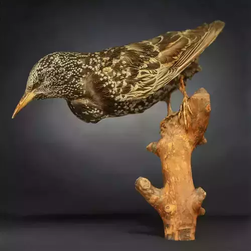 Bird Photorealistic Posed