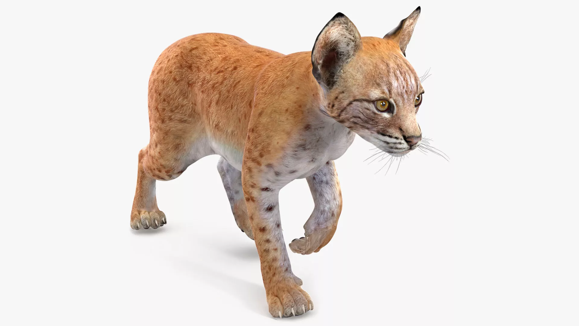 Lynx Cub in Walking Pose for 3D Print 3D print model