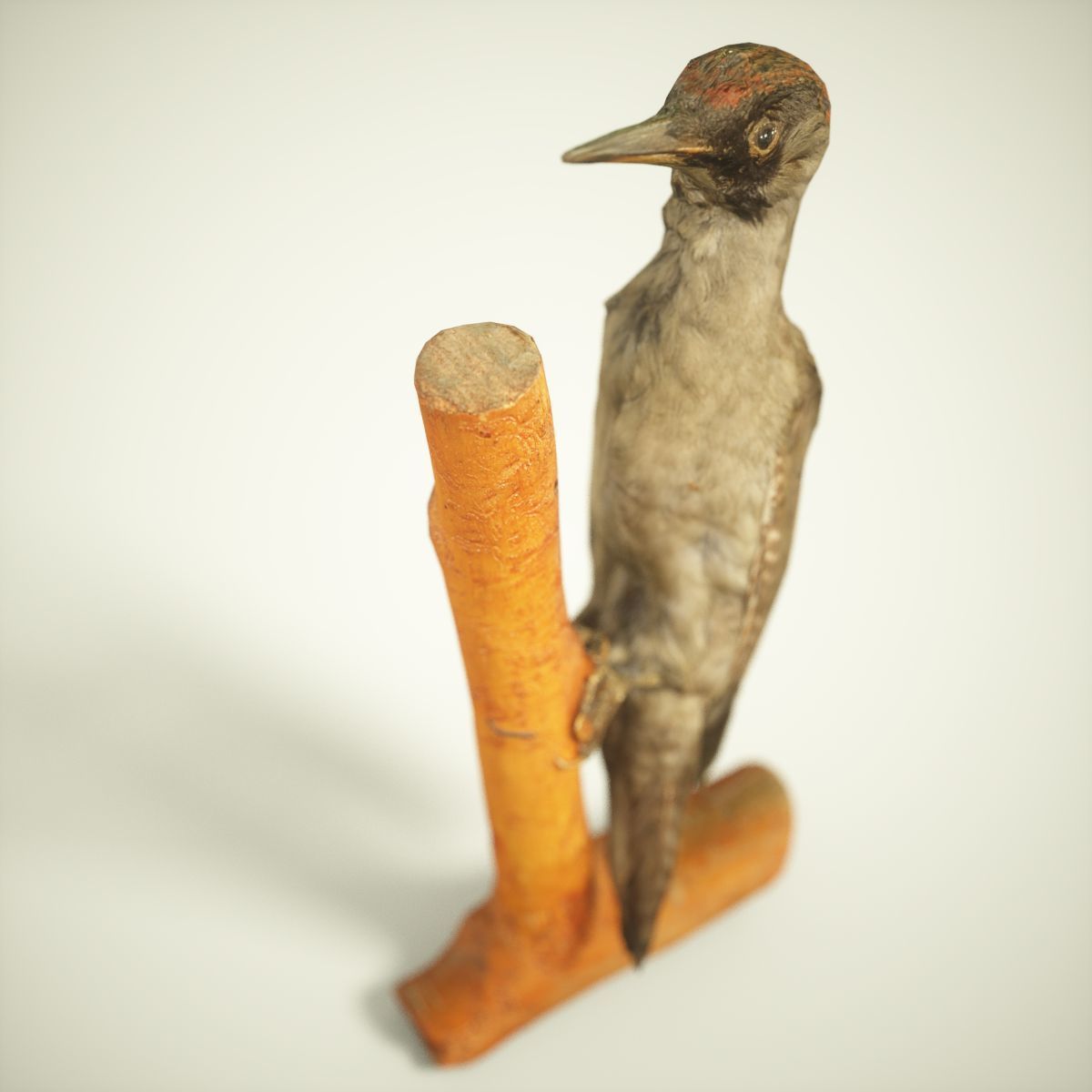 Woodpecker Photorealistic Posed Low-poly 3D model_4