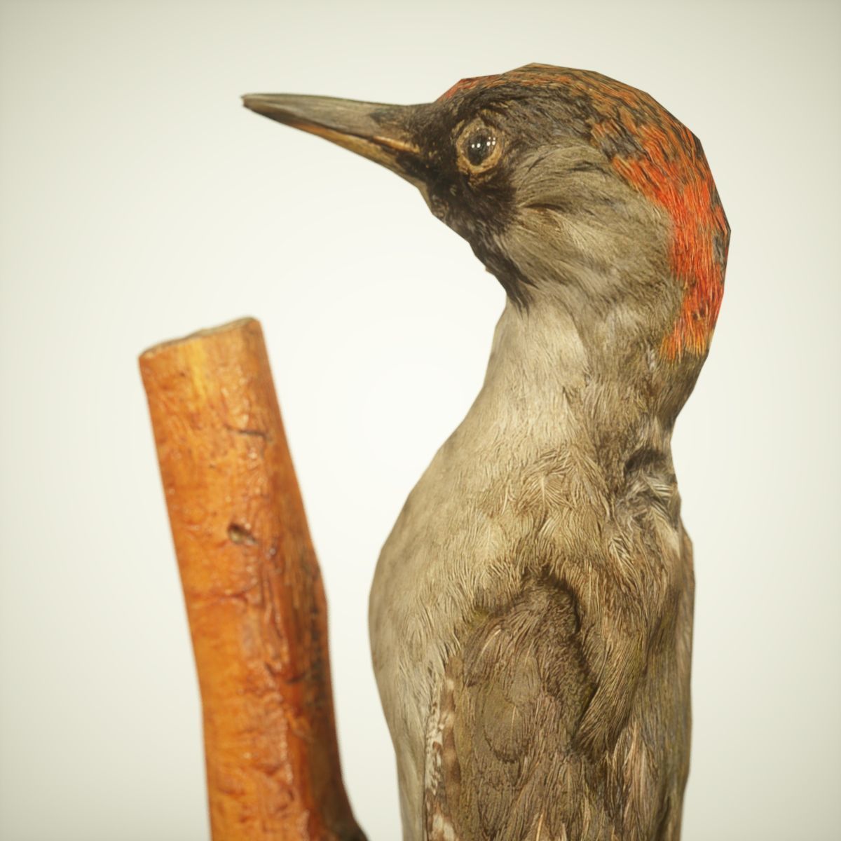 Woodpecker Photorealistic Posed Low-poly 3D model_2