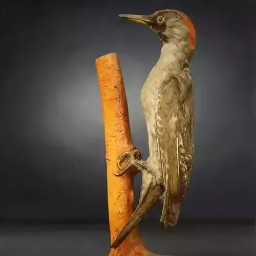 Woodpecker Photorealistic Posed Low-poly 3D model