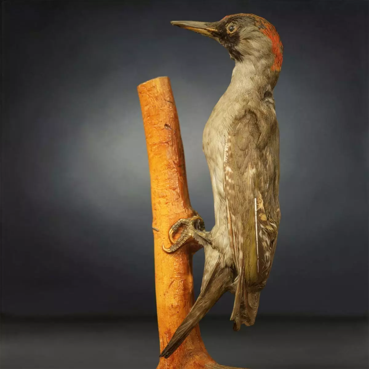 Woodpecker Photorealistic Posed Low-poly 3D model_0
