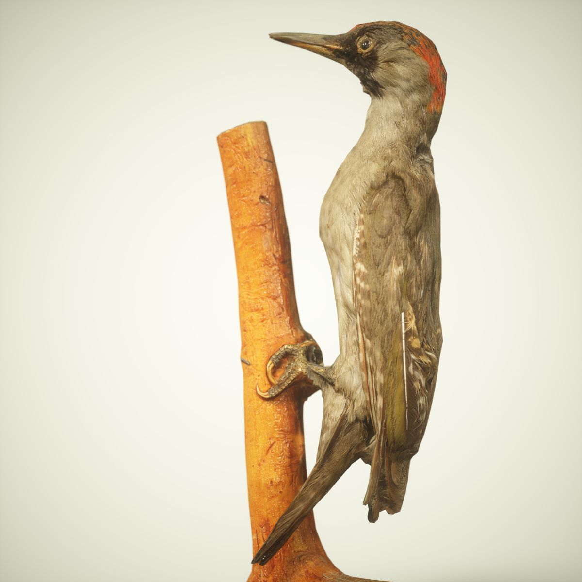 Woodpecker Photorealistic Posed Low-poly 3D model_1