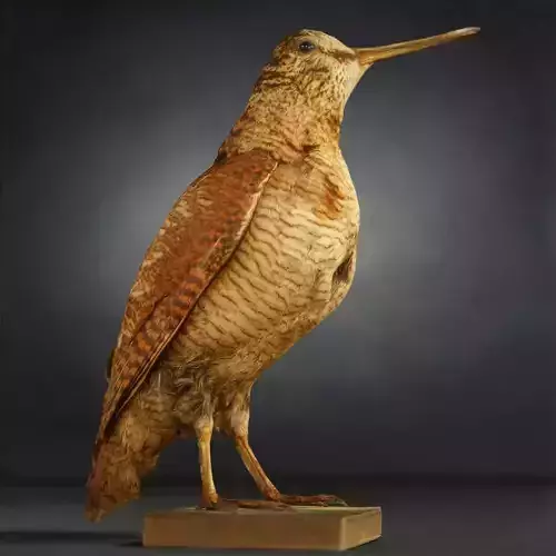 Bird Photorealistic Posed