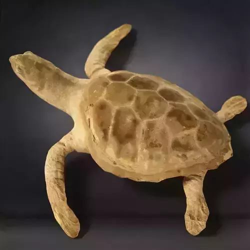 Turtle Photorealistic Posed