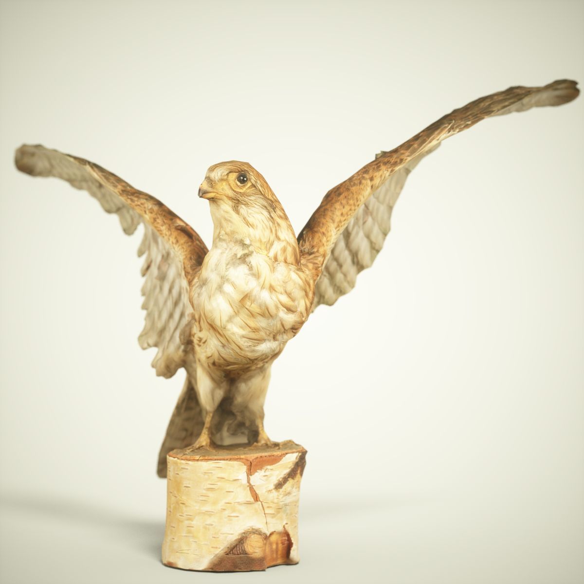 Bird Photorealistic Posed Low-poly 3D model_1