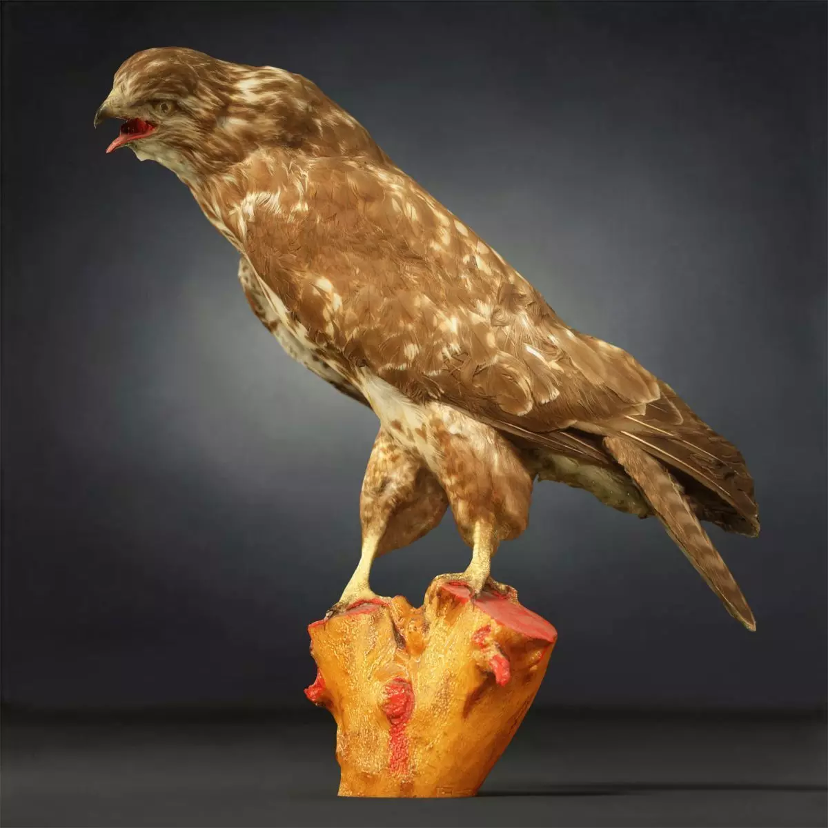 Bird Photorealistic Posed Low-poly 3D model_0