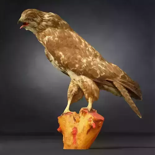 Bird Photorealistic Posed