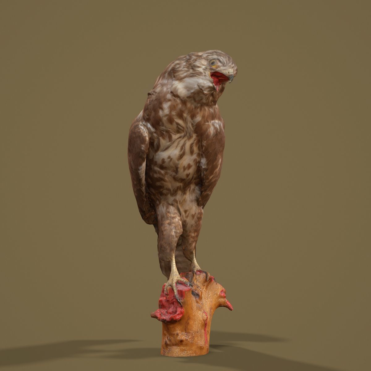 Bird Photorealistic Posed Low-poly 3D model_5