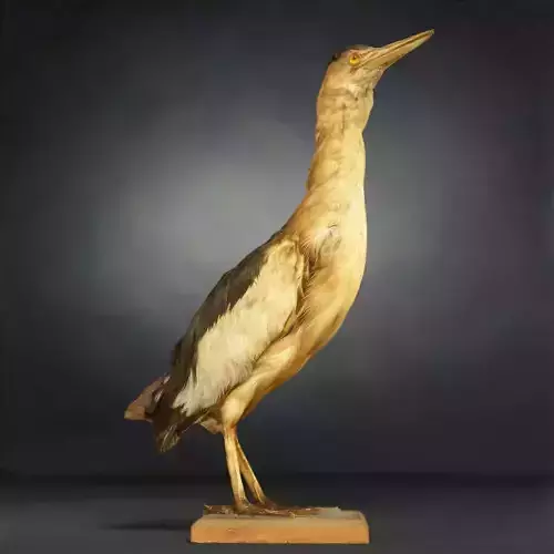 Bird Photorealistic Posed