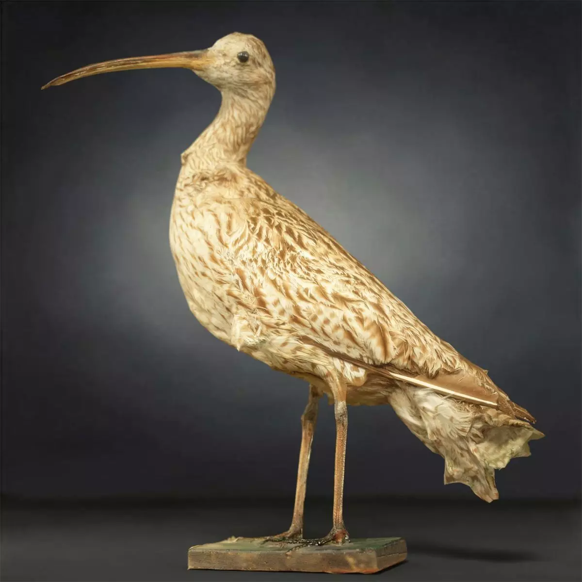 Bird Photorealistic Posed Low-poly 3D model_0