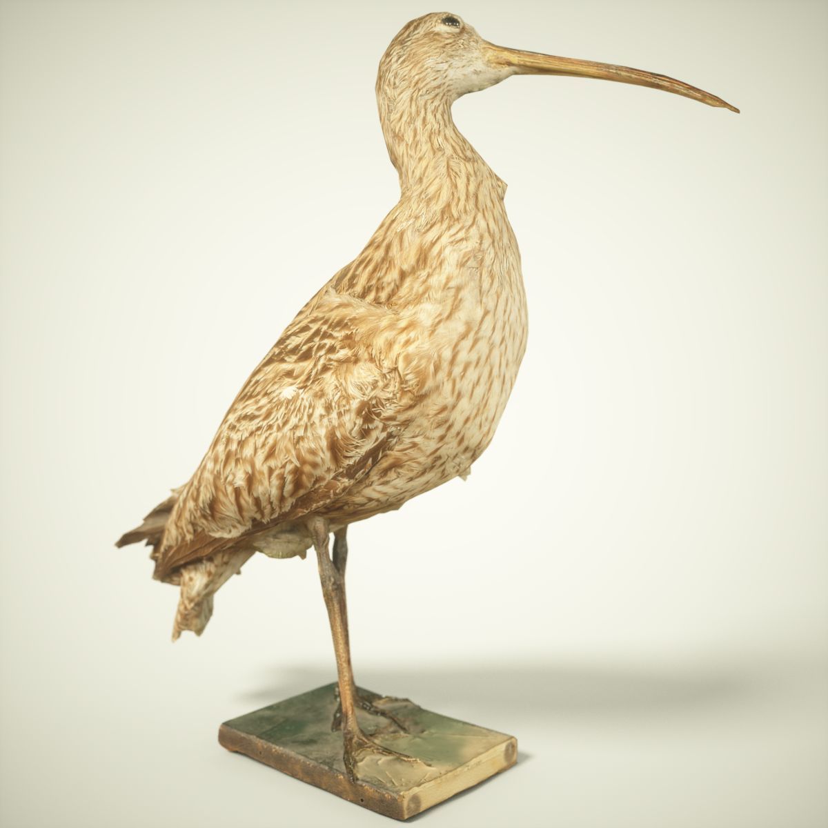 Bird Photorealistic Posed Low-poly 3D model_2
