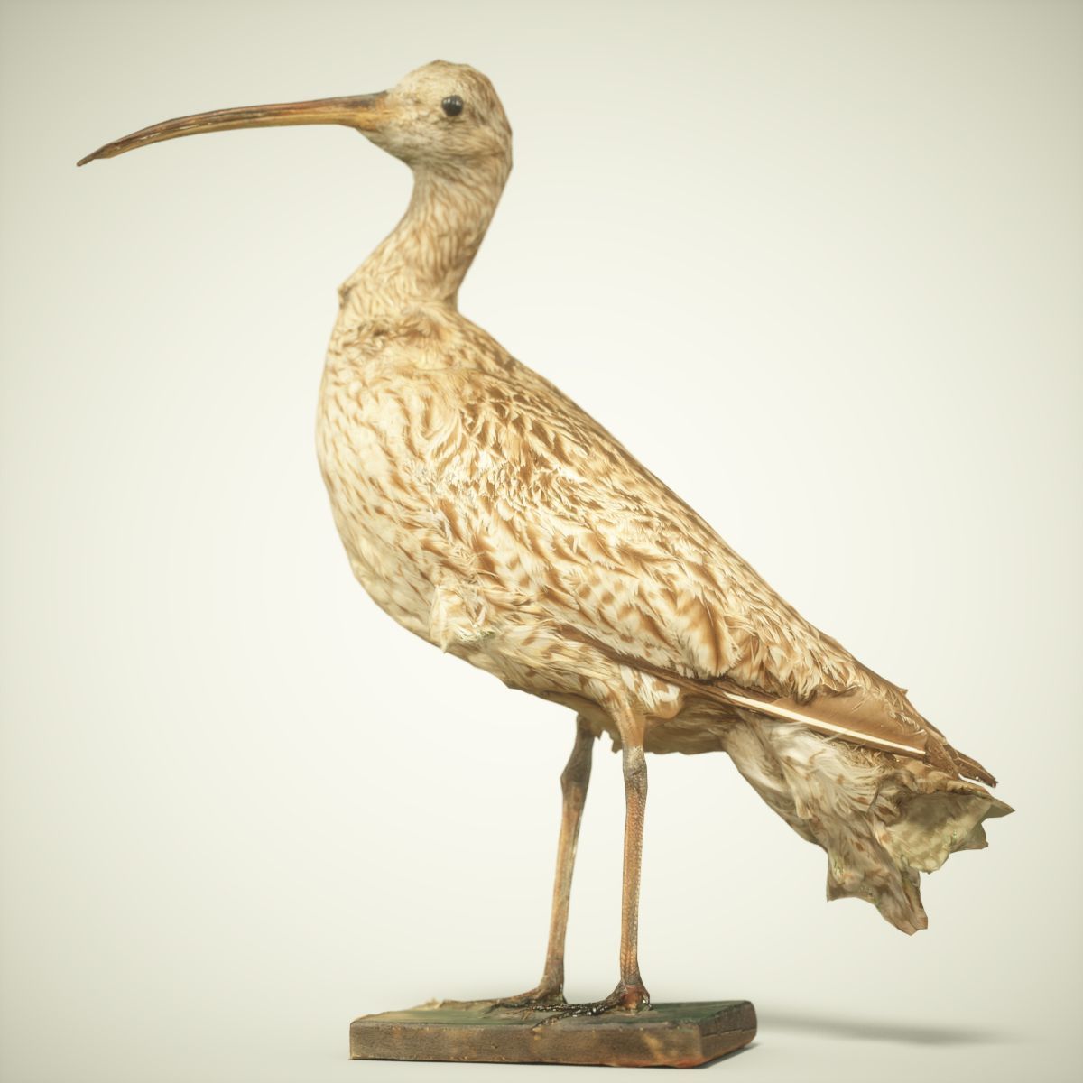 Bird Photorealistic Posed Low-poly 3D model_1