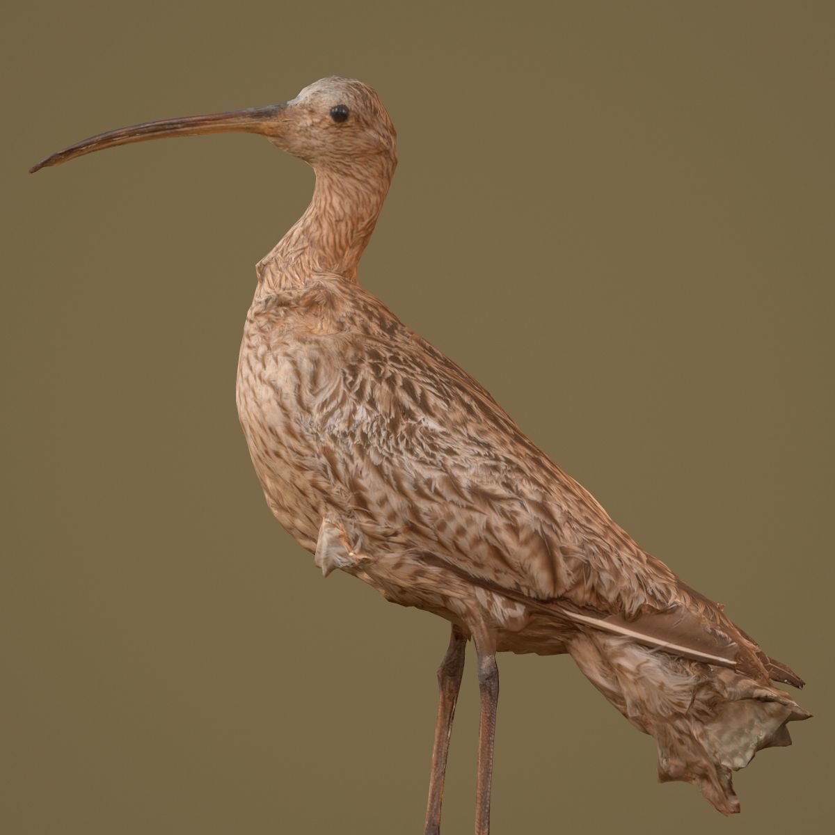 Bird Photorealistic Posed Low-poly 3D model_5