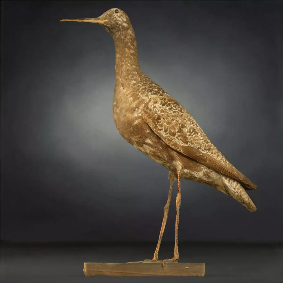 Bird Photorealistic Posed Low-poly 3D model_0