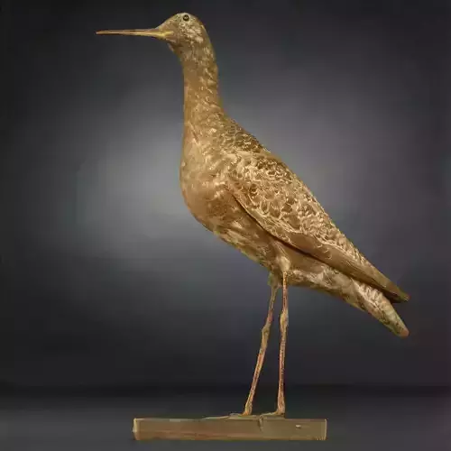 Bird Photorealistic Posed