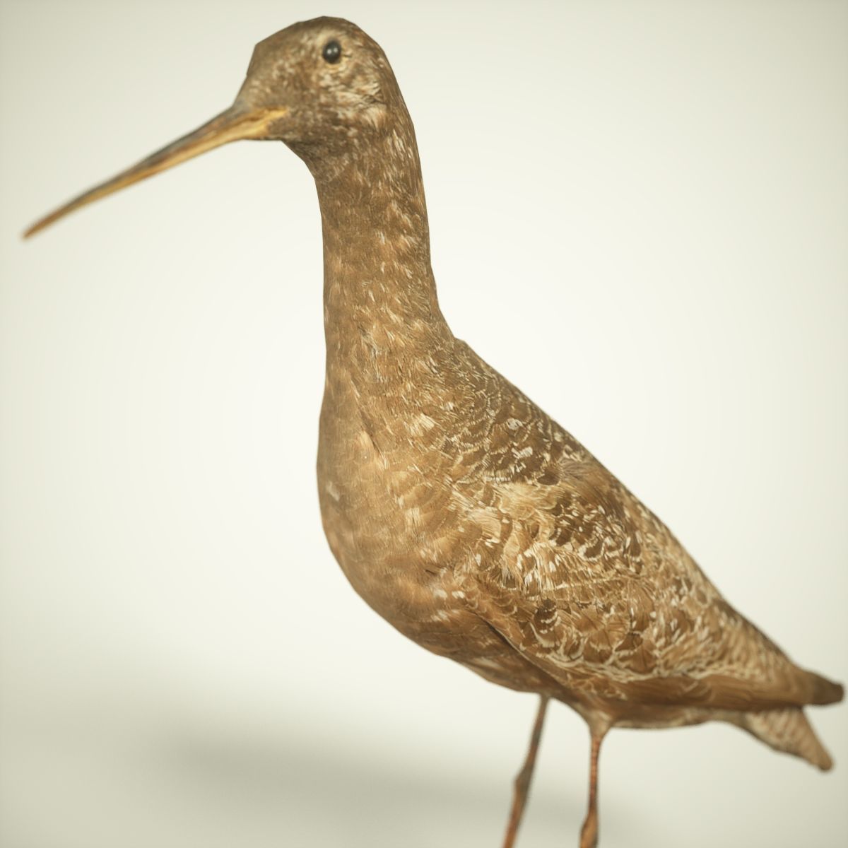 Bird Photorealistic Posed Low-poly 3D model_3
