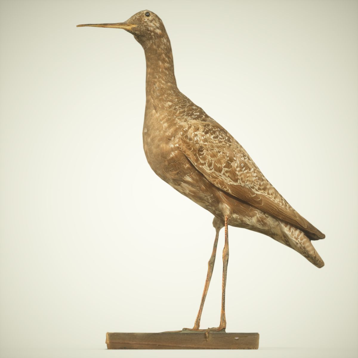 Bird Photorealistic Posed Low-poly 3D model_4