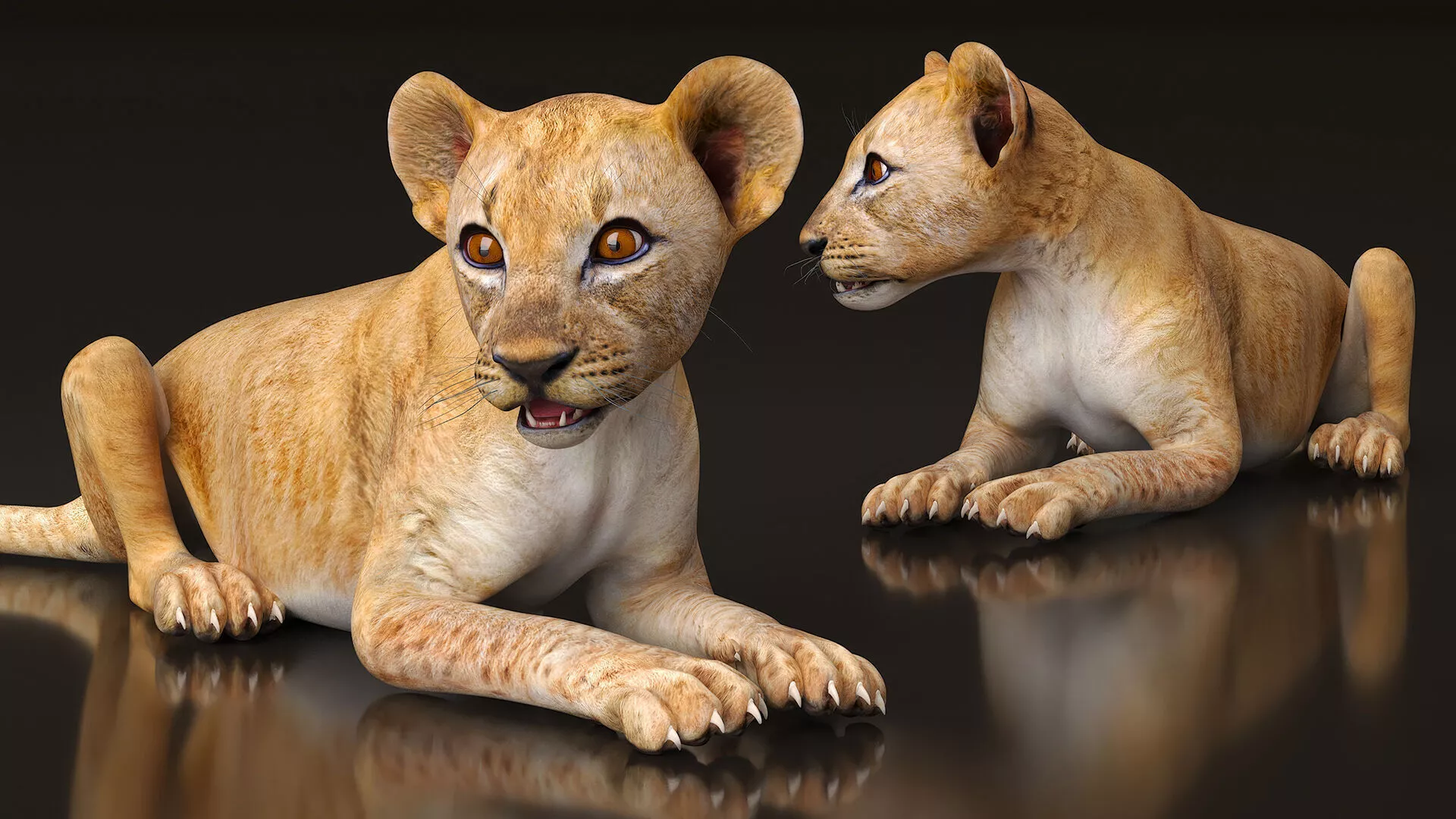 Lion Cub Rigged for Maya 3D model