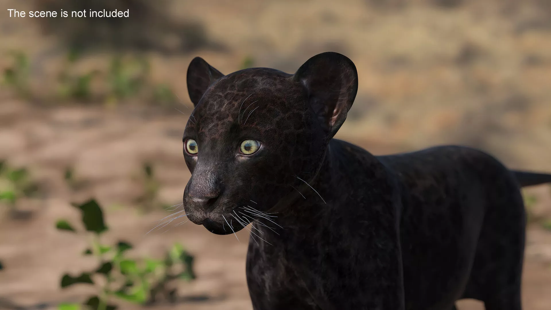 Panther Cub Rigged for Maya 3D model