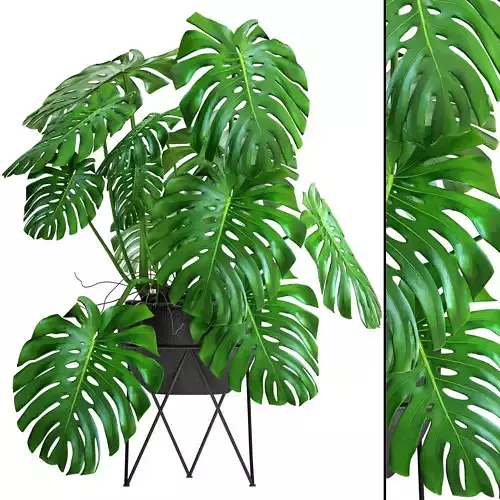 Monstera 2 plant 3D model