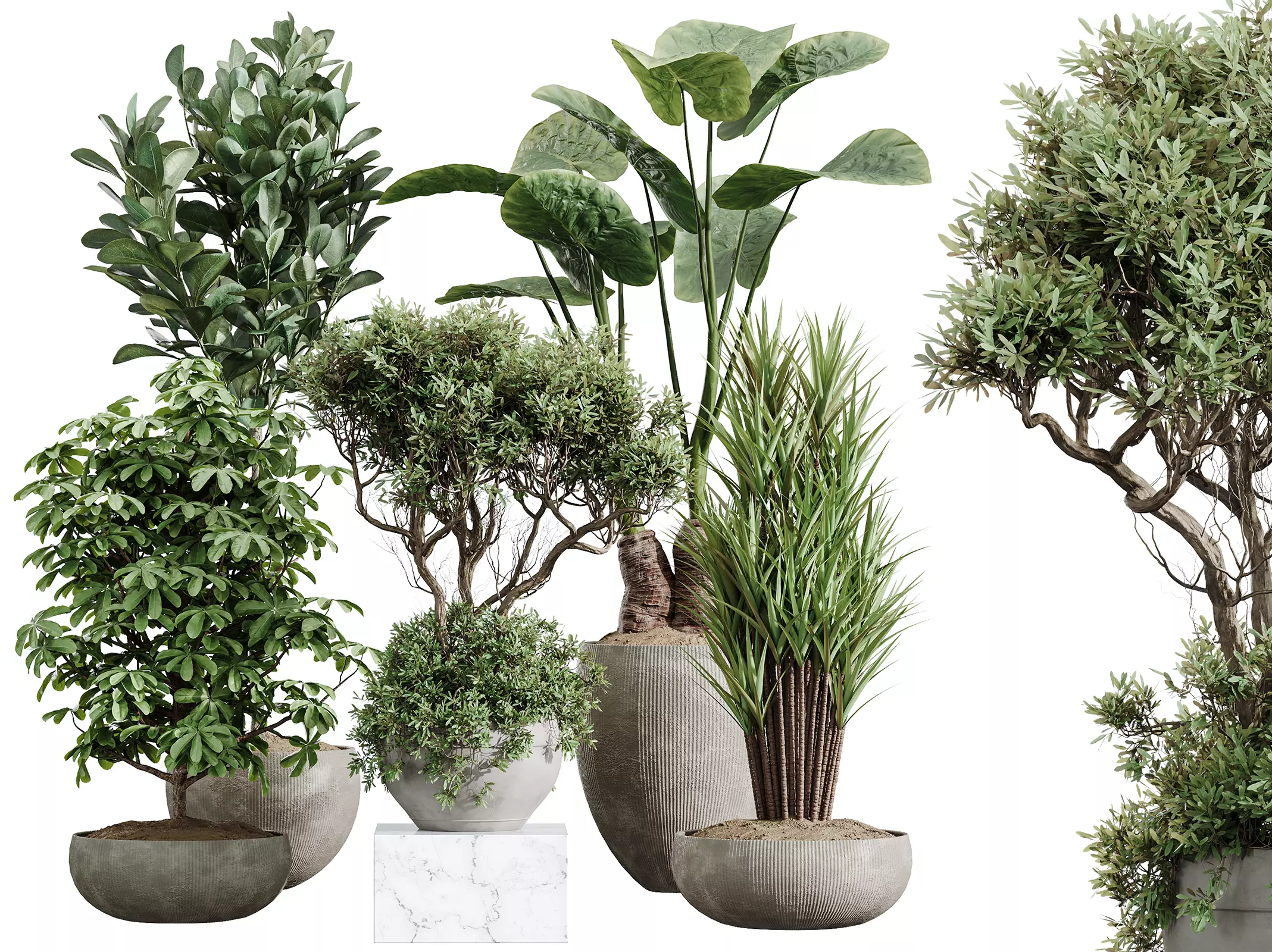 AV Indoor Plants Set 472 Yucca Olive Cunjevoi Schefflera Ficus 3D model