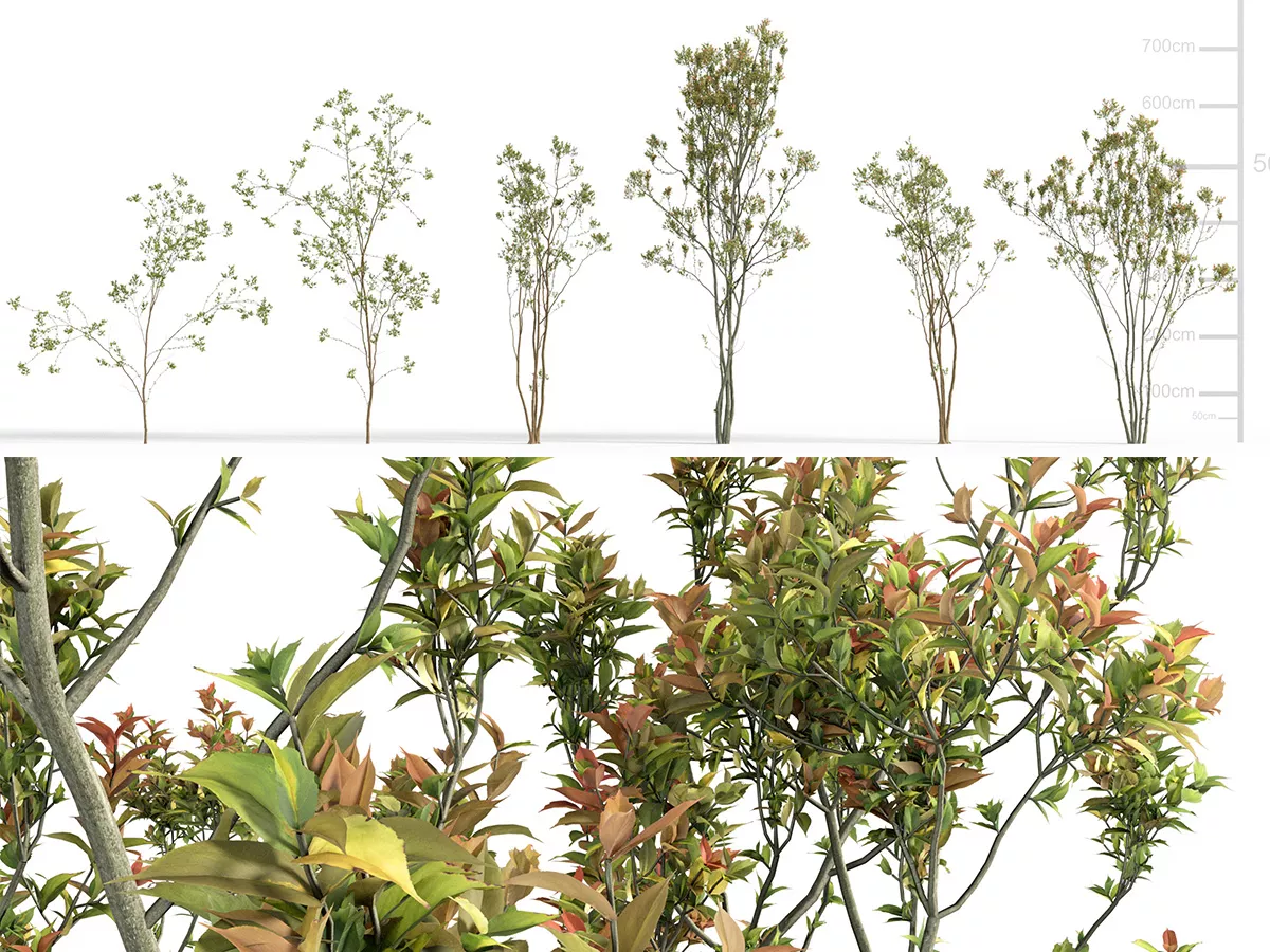 Japanese Small Tree 02 3D model