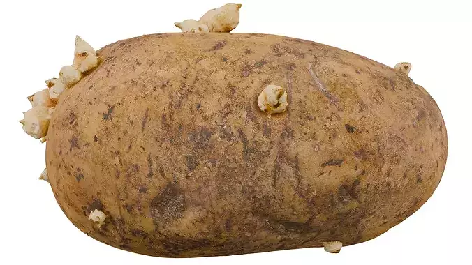 Potato 3D model 2