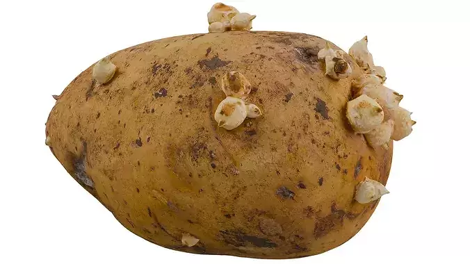 Potato 3D model 7