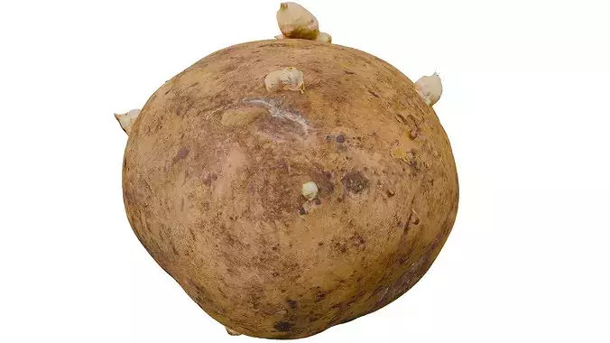 Potato 3D model 4