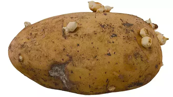 Potato 3D model 6