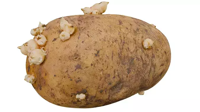 Potato 3D model