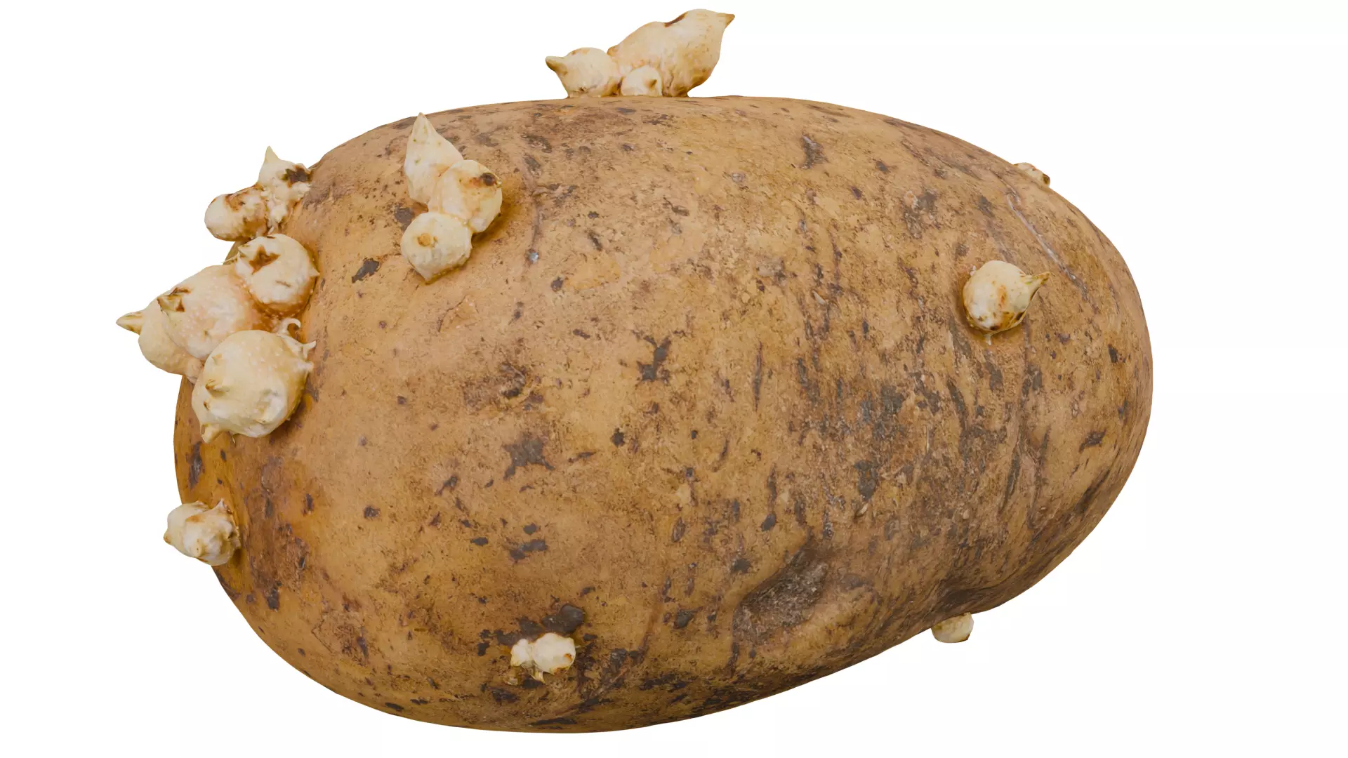 Potato 3D model
