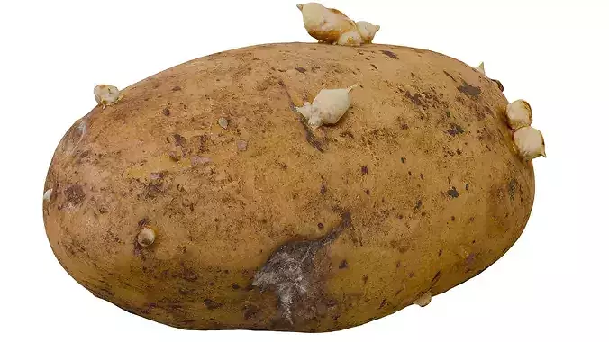 Potato 3D model 5
