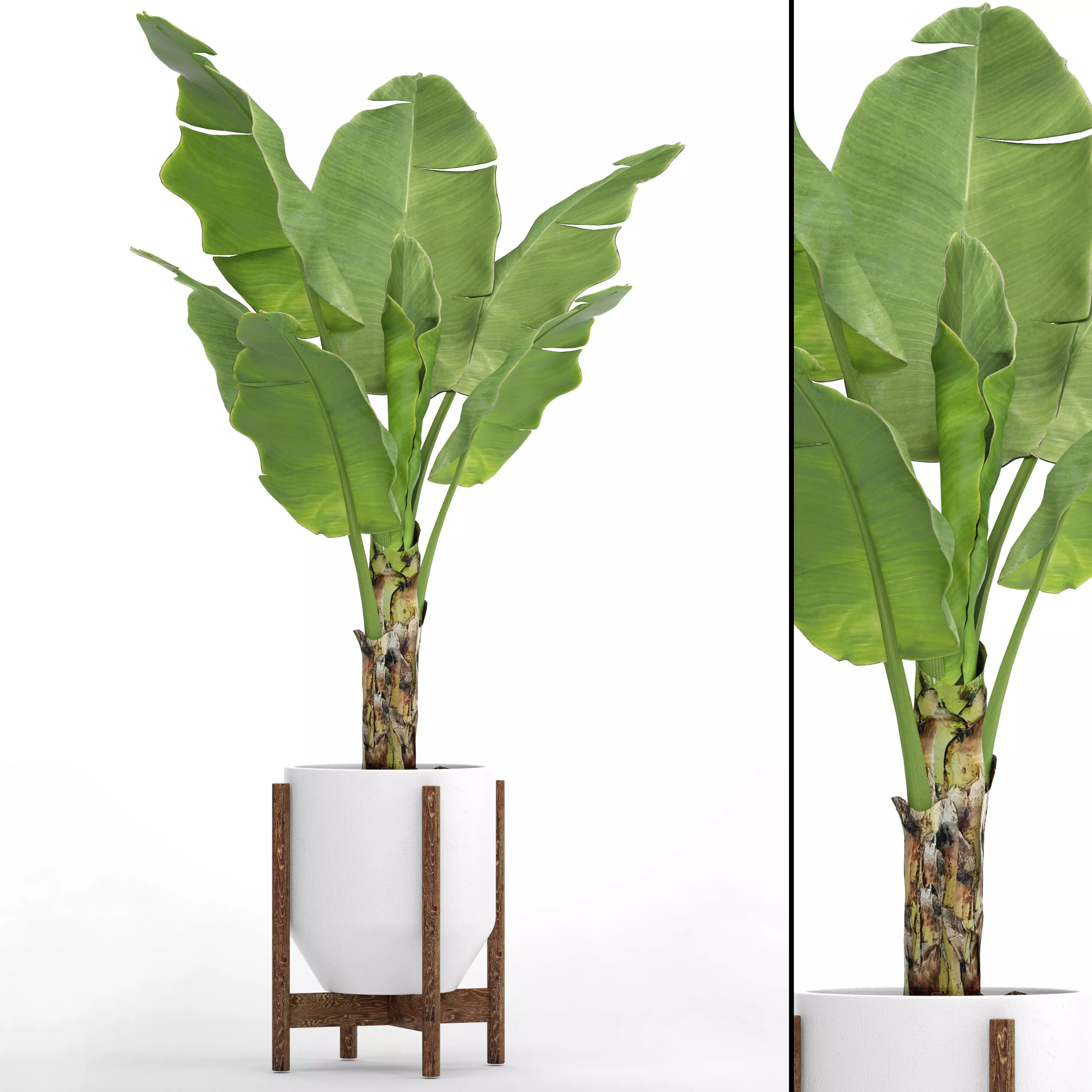 Banana Tree 3D model_0
