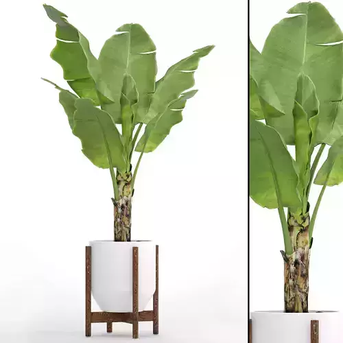 Banana Tree 3D model
