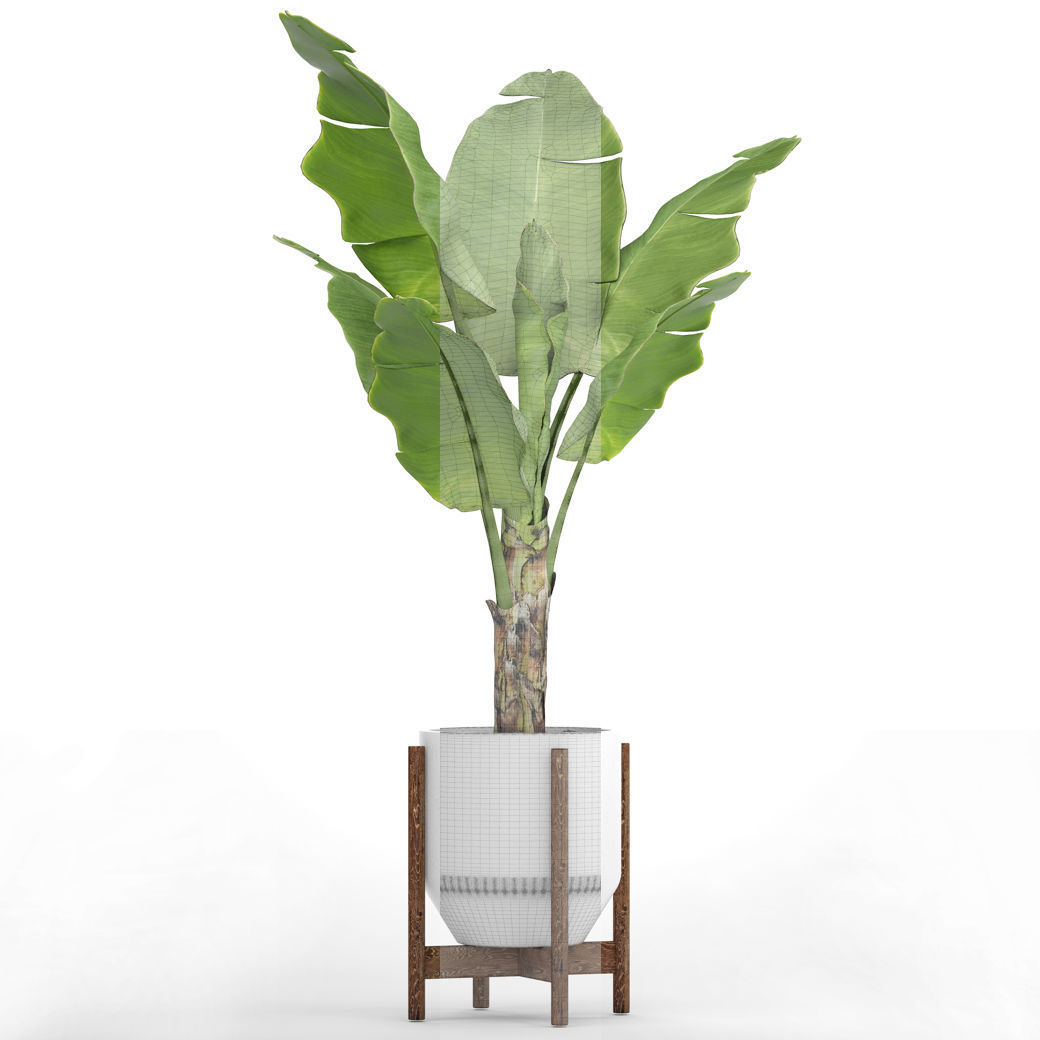 Banana Tree 3D model_3