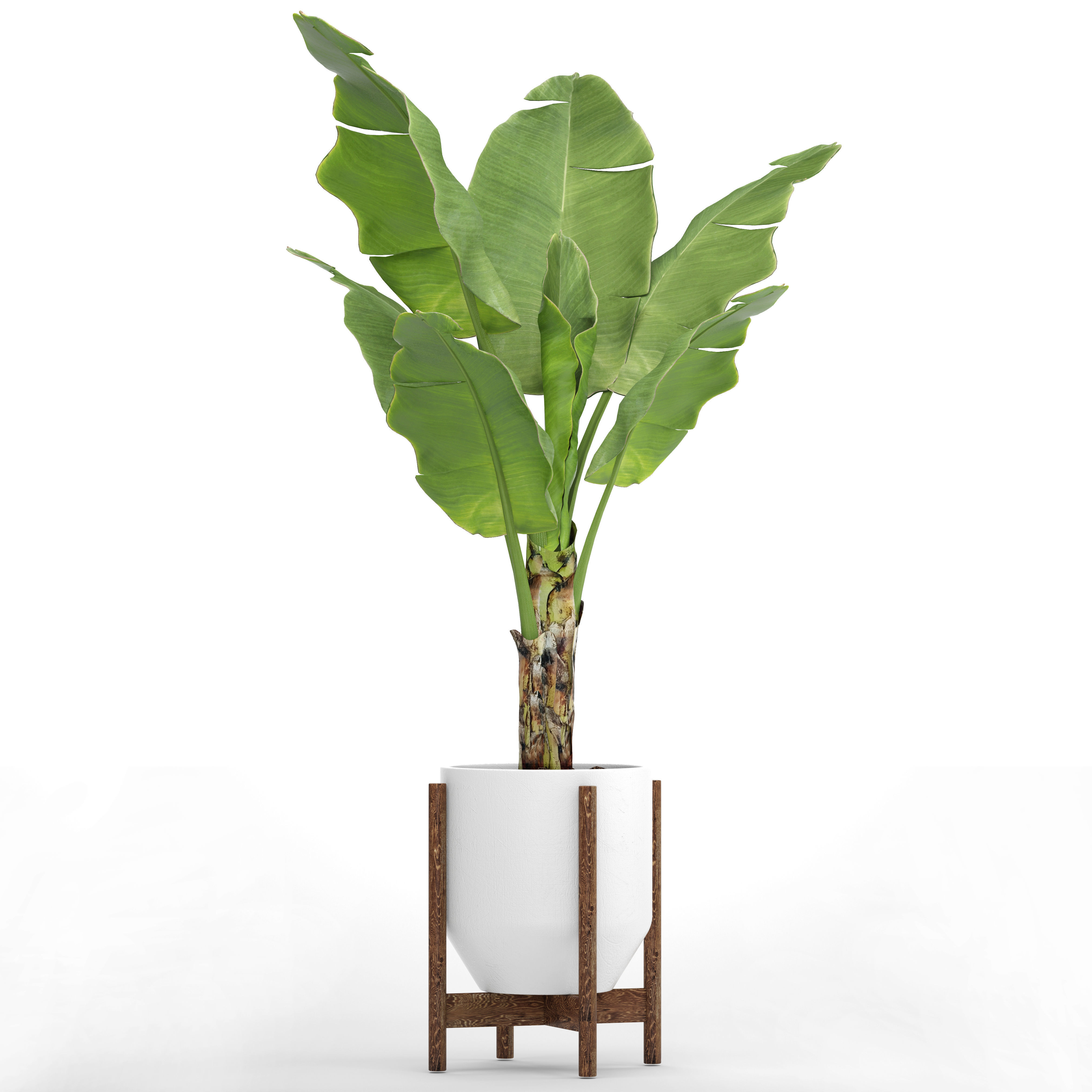 Banana Tree 3D model_9