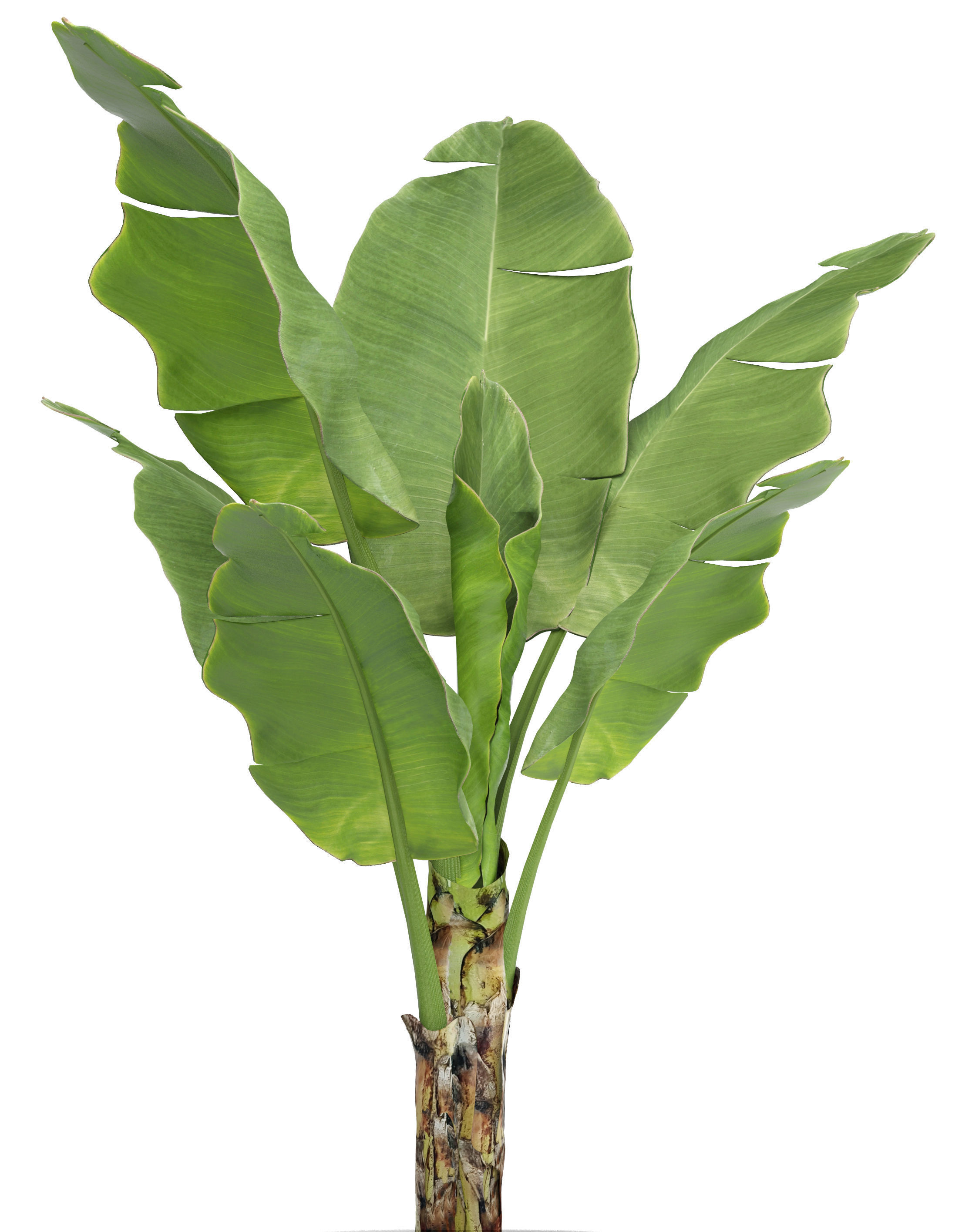 Banana Tree 3D model_2