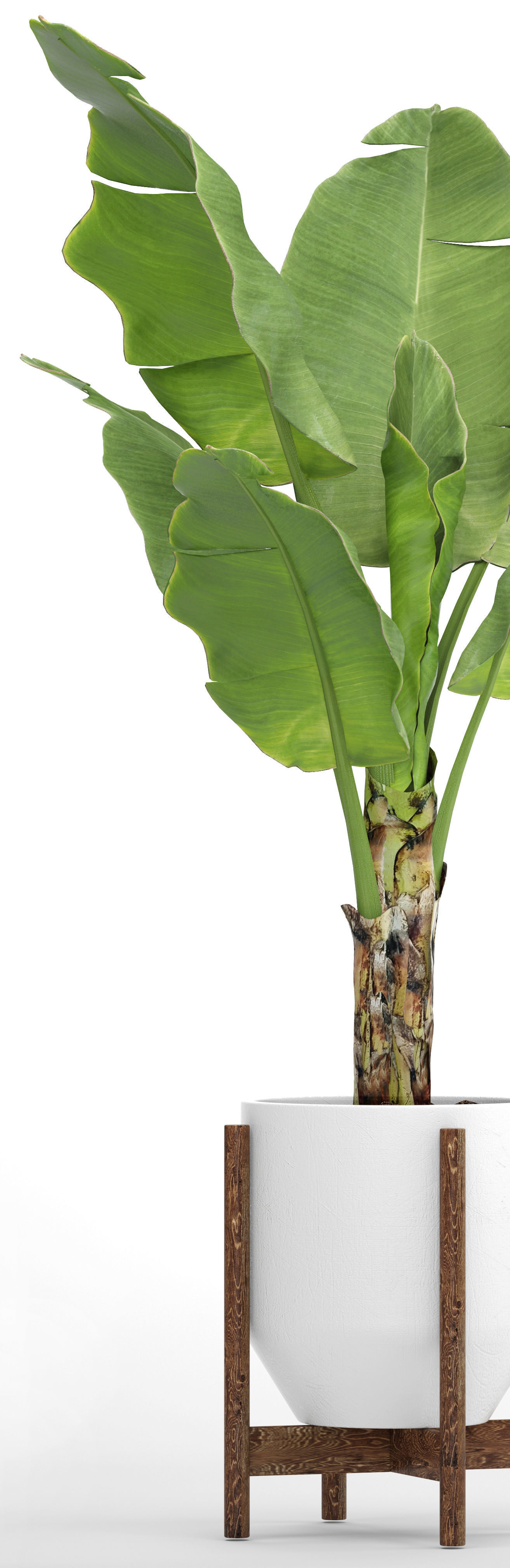Banana Tree 3D model_7
