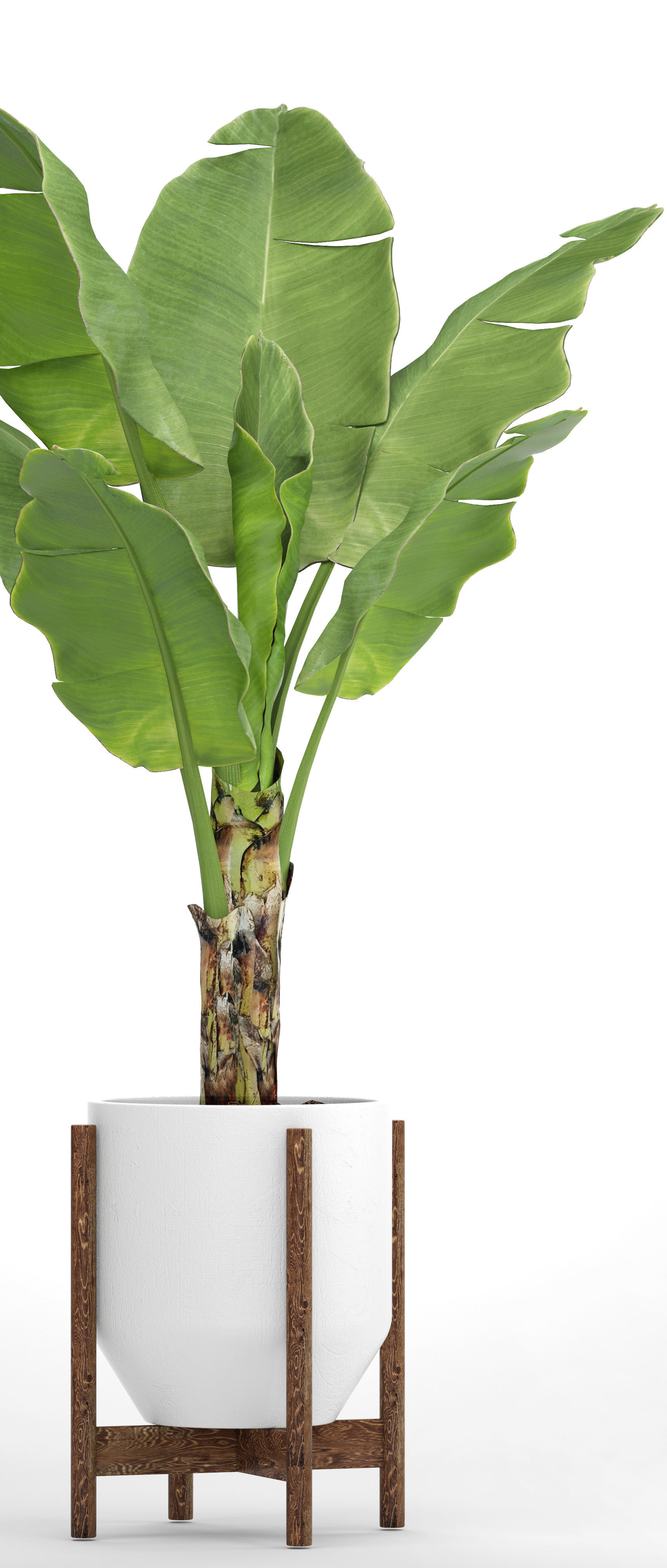 Banana Tree 3D model_8