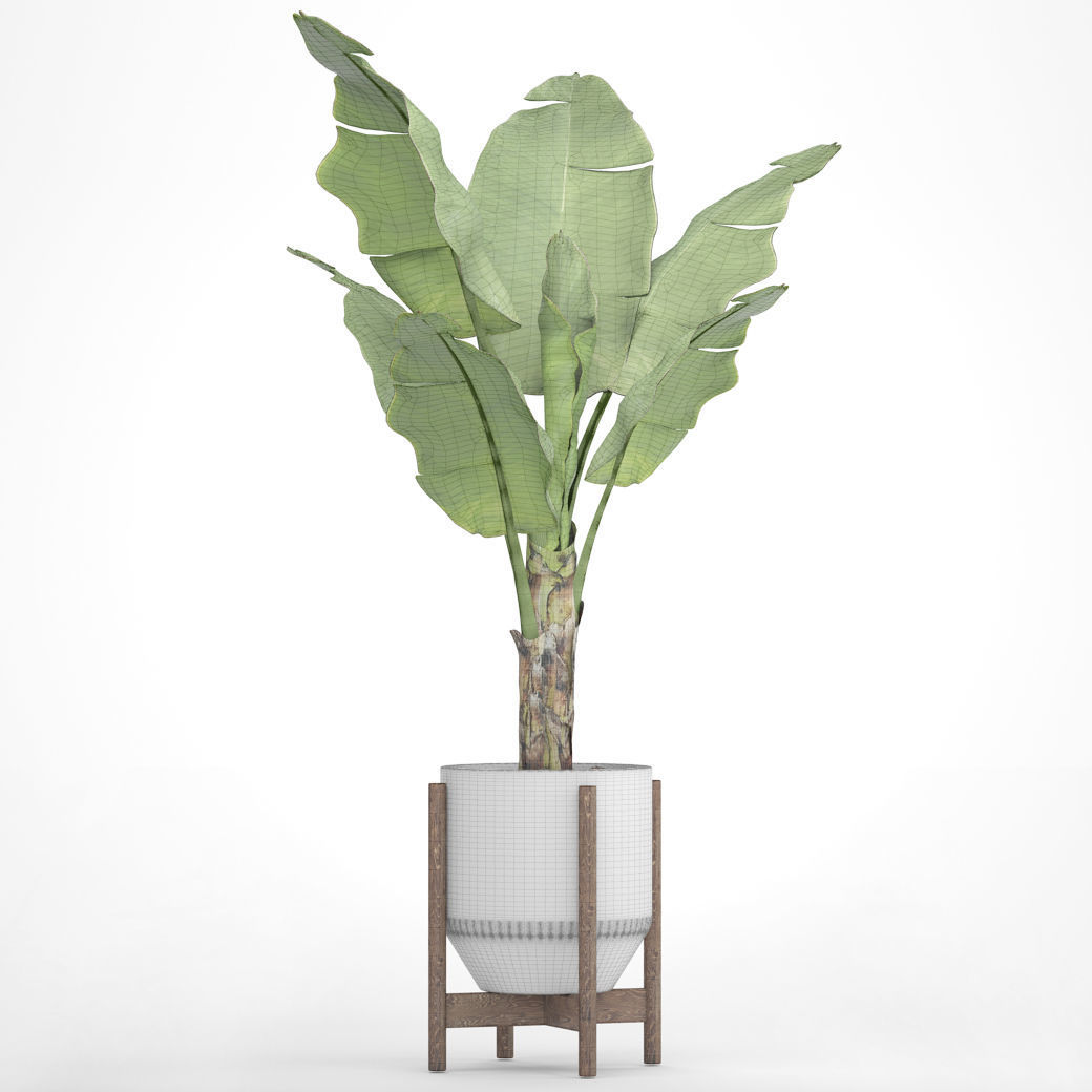 Banana Tree 3D model_5